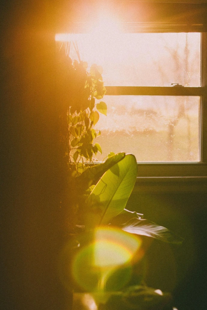 A houseplant in a sunlit window with a warm lens flare
